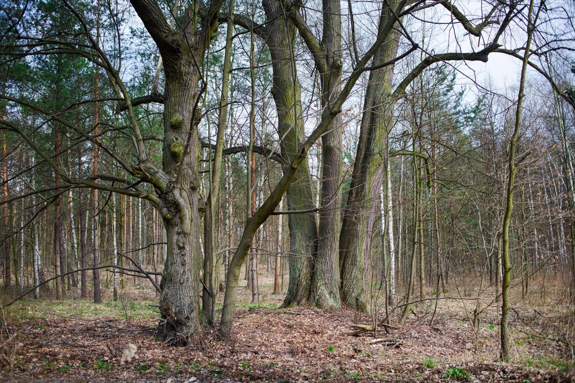 Działka leśna z prawem budowy na sprzedaż Warszawa, Wesoła, Al. Dzieci Polskich Torfowa 4 135m2 Foto 1 Działka leśna z prawem budowy na sprzedaż Warszawa, Wesoła, Al. Dzieci Polskich Torfowa 4 135m2 Foto 1