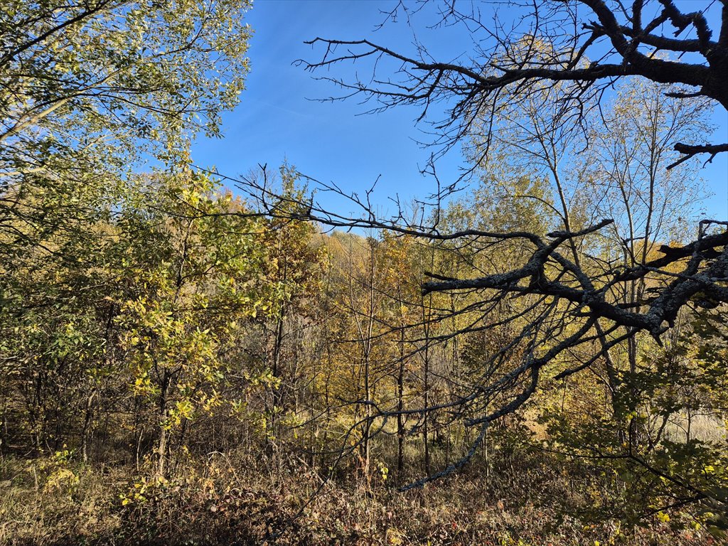 Działka rolna na sprzedaż Jasionka  7 000m2 Foto 7