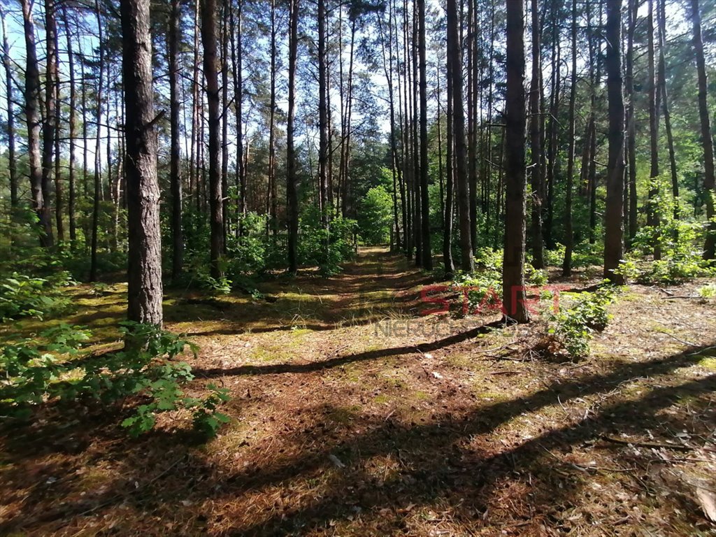 Działka budowlana na sprzedaż Krzyżówka  3 400m2 Foto 7