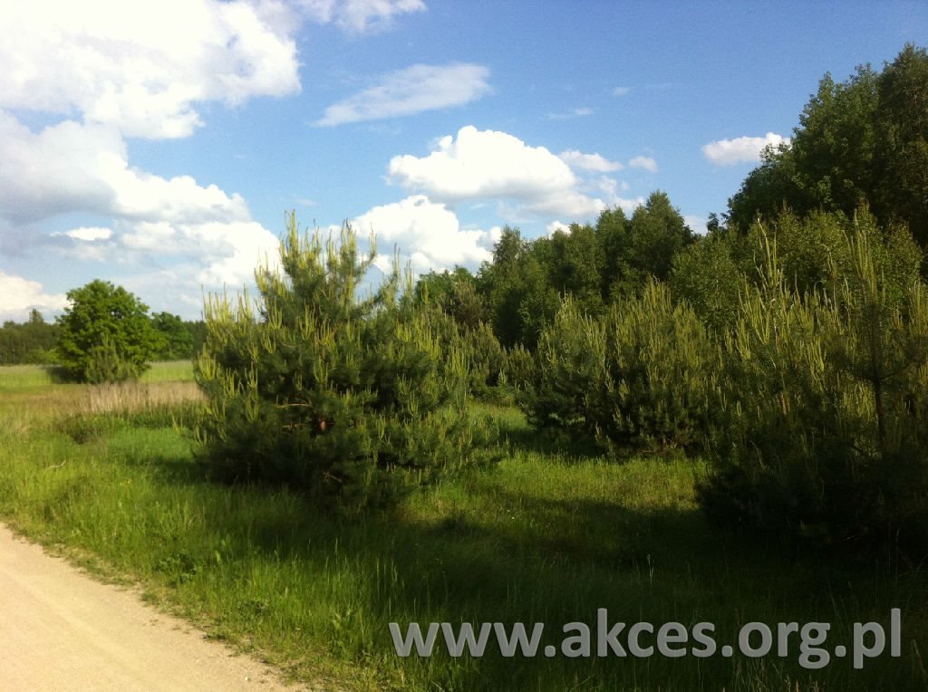 Działka siedliskowa na sprzedaż Nowa Trzcianka  19 842m2 Foto 1
