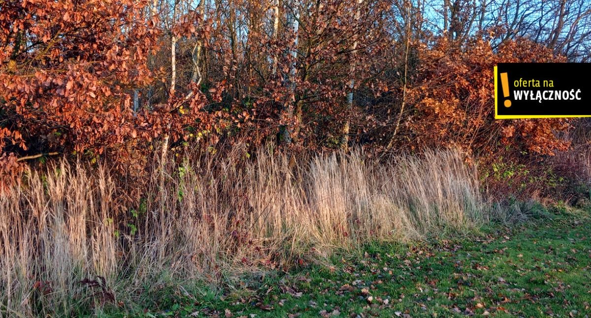 Działka rolna na sprzedaż Baranów  4 200m2 Foto 3