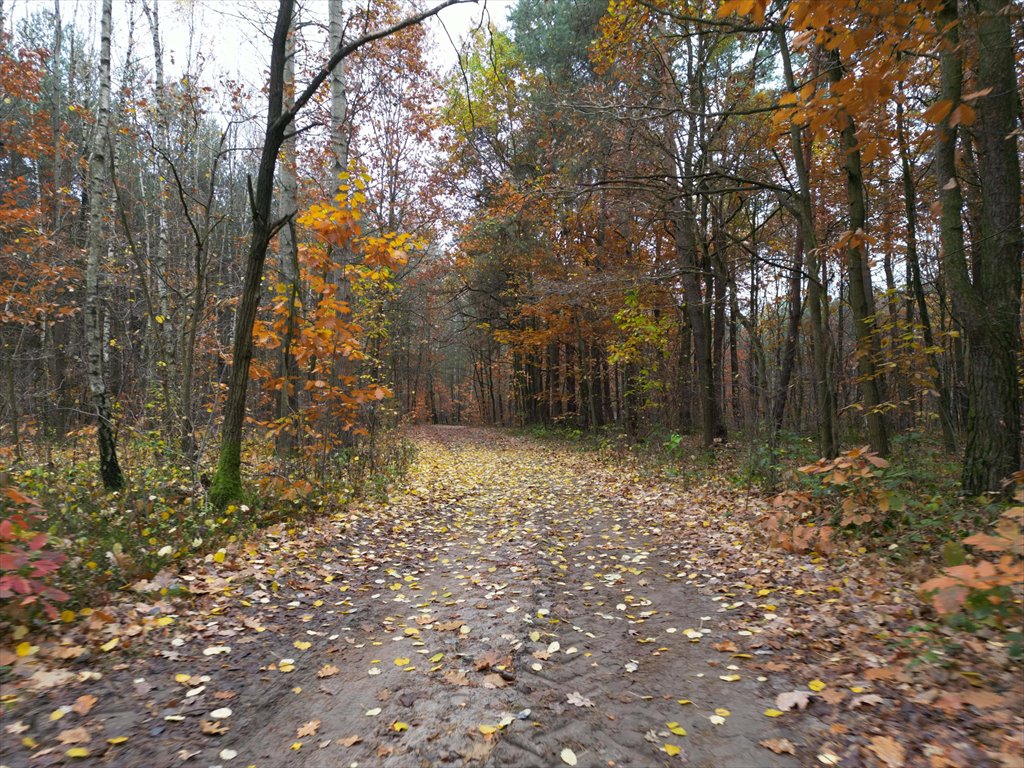 Działka budowlana na sprzedaż Strugi Krzywickie  26 000m2 Foto 4