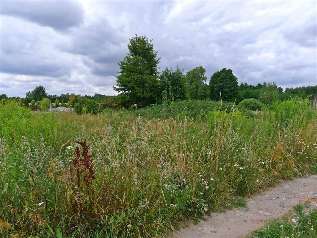 Działka 2002 m² z warunkami zabudowy, asfalt, media Biała  2 002m2 Foto 1