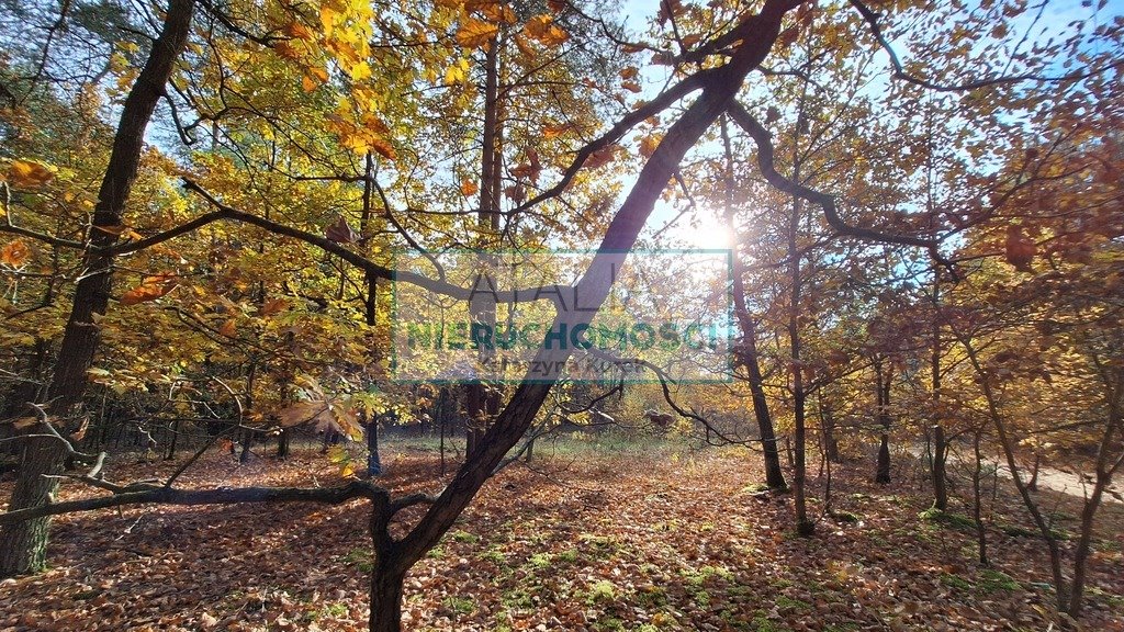 Na sprzedaż działka leśna 4297 m² pod zabudowę w Radziejowicach Radziejowice  4 297m2 Foto 1