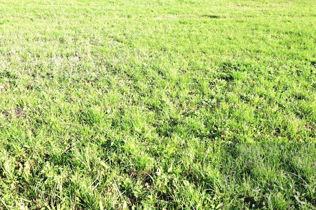 Działka budowlana 45 arów w Opolu, plan MNU, świetna inwestycja Opole, Zaodrze, Krapkowicka  4 539m2 Foto 1