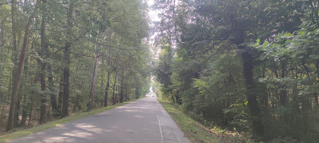 Działka rolna na sprzedaż Borzęcin Duży, Spacerowa  3 000m2 Foto 5