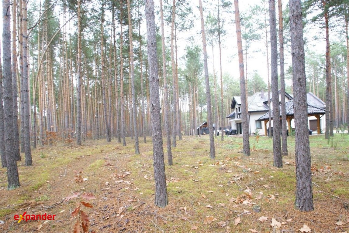 Działka 2000 m² w lesie z uzbrojeniem i możliwością budowy Władysławów, Sosnowa  2 000m2 Foto 1