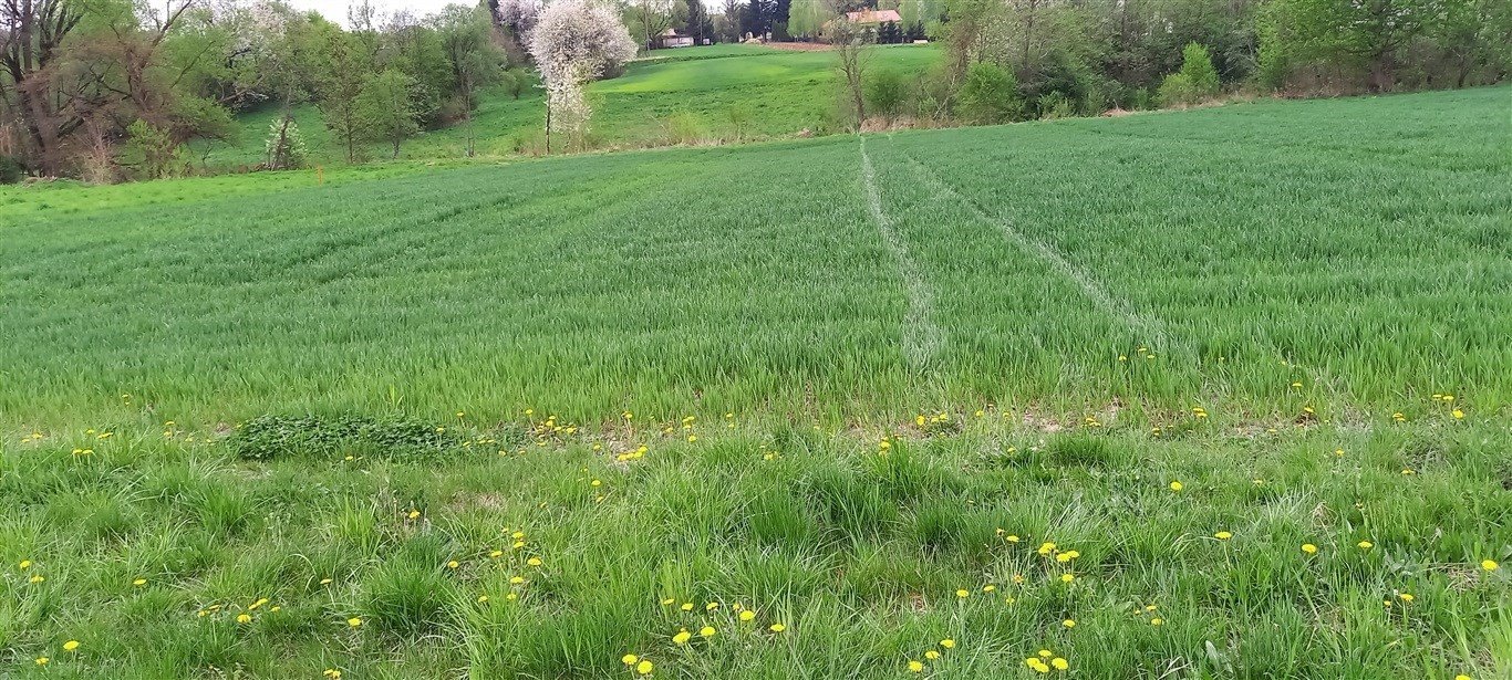 Działka budowlano-rolna 19,73 ar z WZ, media, asfalt Chmielnik  1 973m2 Foto 1