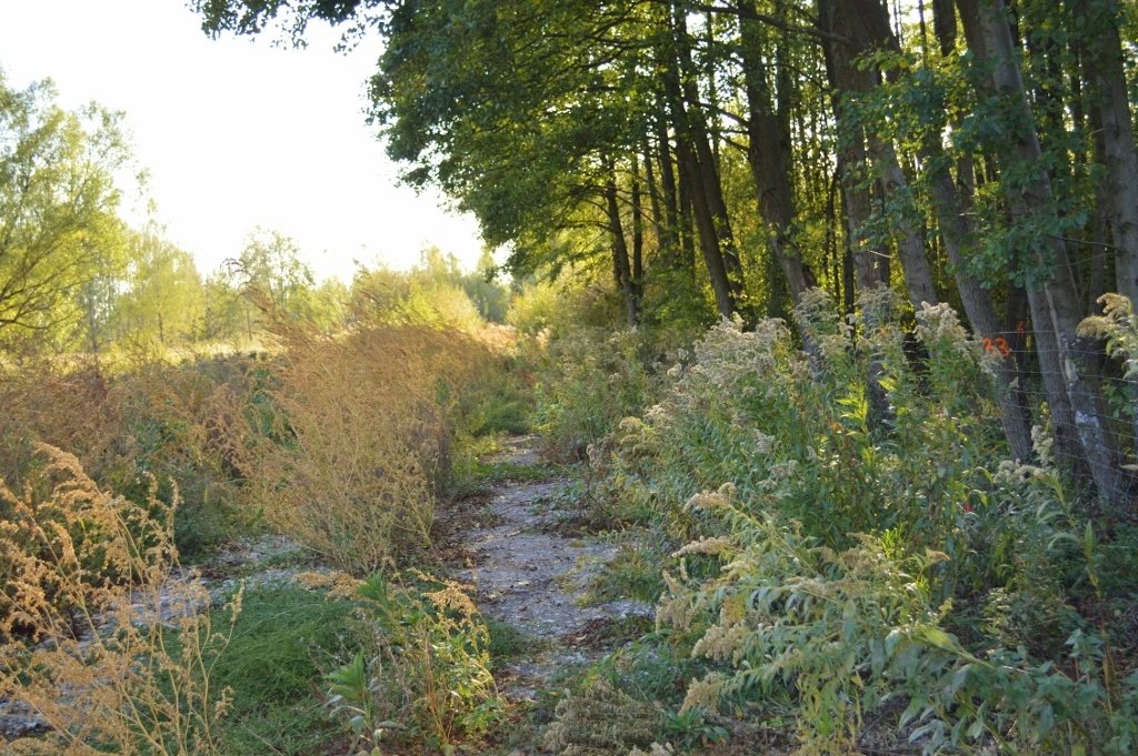 Działka budowlana na sprzedaż Sierzchów, Mazowiecka  10 500m2 Foto 8