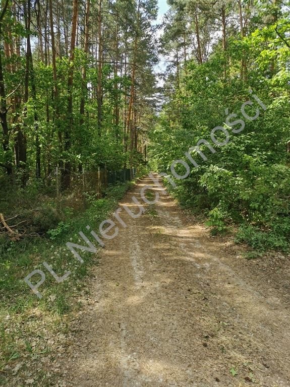 Działka leśna na sprzedaż Siestrzeń  1 095m2 Foto 5
