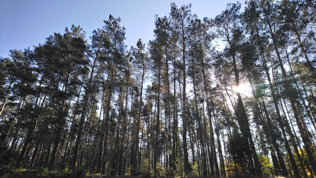 Działka budowlana na sprzedaż Popielżyn-Zawady  4 828m2 Foto 11