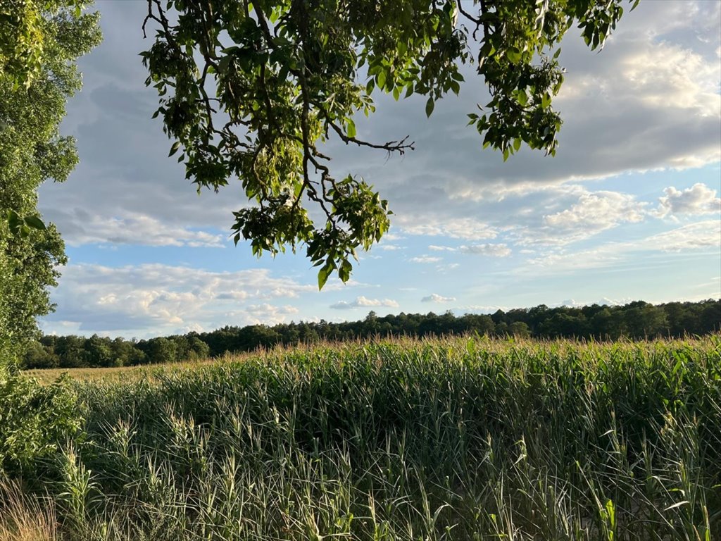 Działka inwestycyjna na sprzedaż Wodzierady, Wodzierady  45 094m2 Foto 7