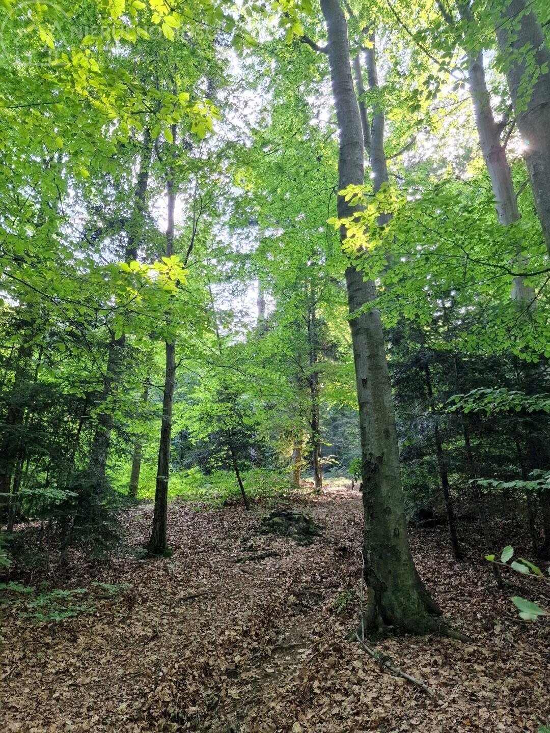 Działka leśna na sprzedaż Jodłówka Tuchowska  21 600m2 Foto 10