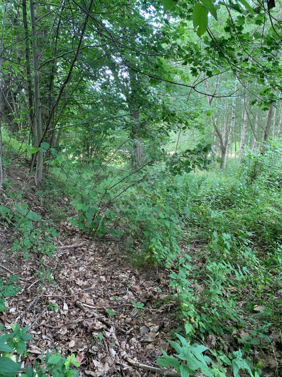 Działka inwestycyjna na sprzedaż Komarno  50 000m2 Foto 3