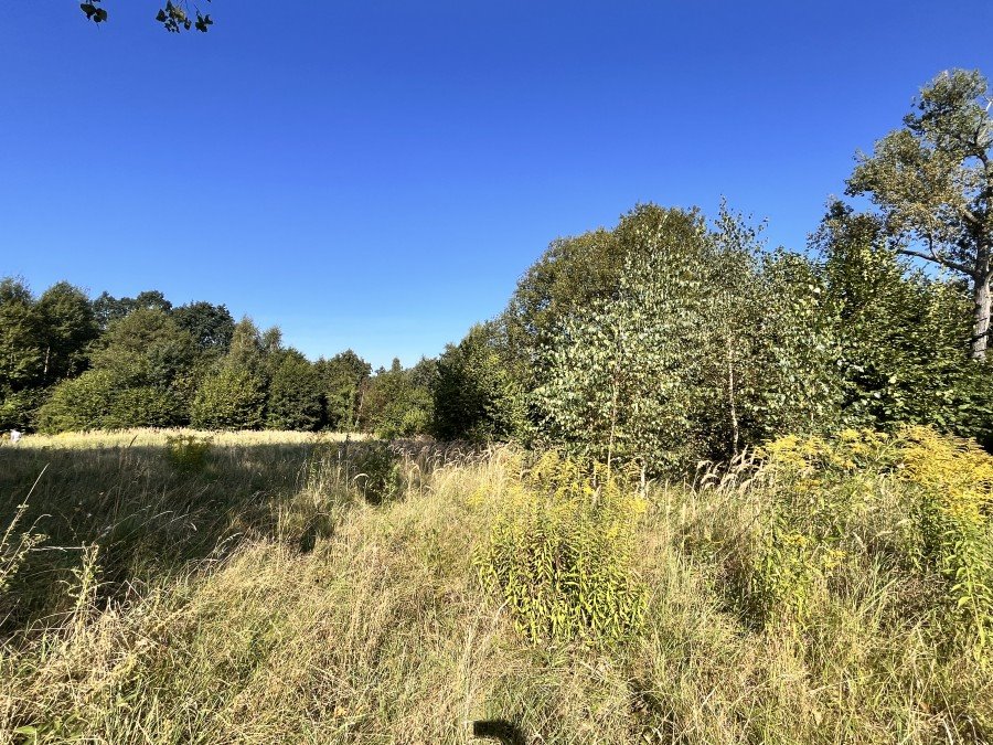 Działka leśna na sprzedaż Dalewo  43 600m2 Foto 2