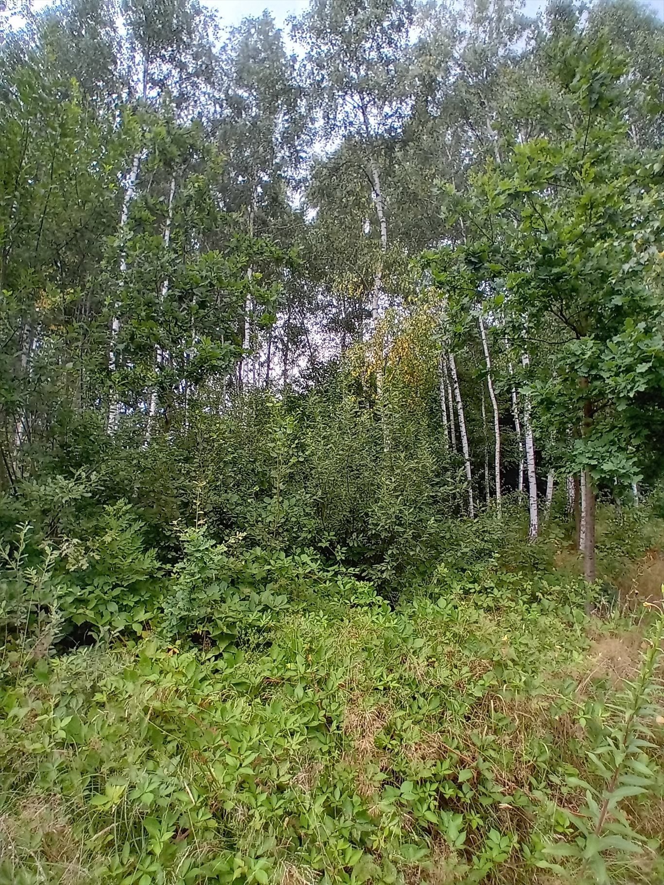 Działka leśna z prawem budowy na sprzedaż Sośnicowice, Olchowa  4 596m2 Foto 4