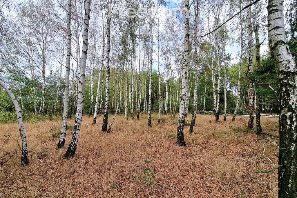 Działka inna na sprzedaż Musiejówka  8 100m2 Foto 5