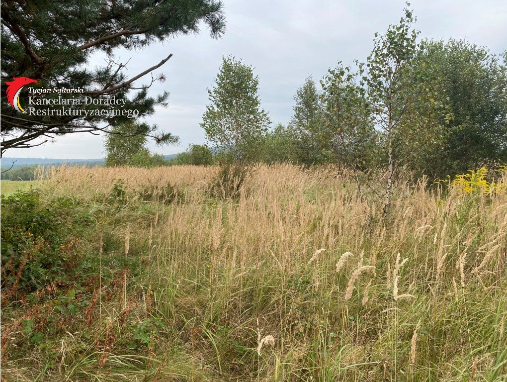 Działka leśna na sprzedaż Masłów Drugi  143 900m2 Foto 6