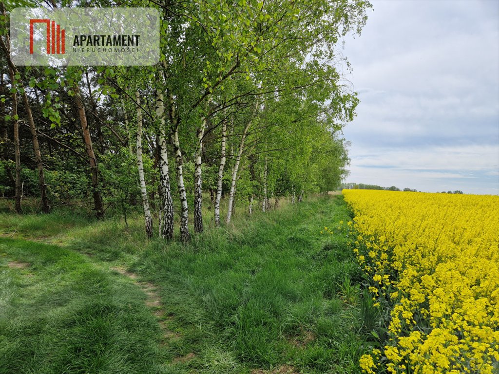 Działka rekreacyjna na sprzedaż Wiewiórczyn  3 001m2 Foto 9