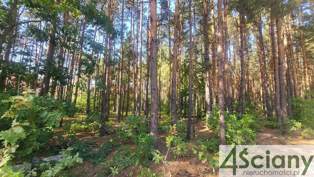 Działka leśna z prawem budowy na sprzedaż Truskaw  2 000m2 Foto 1