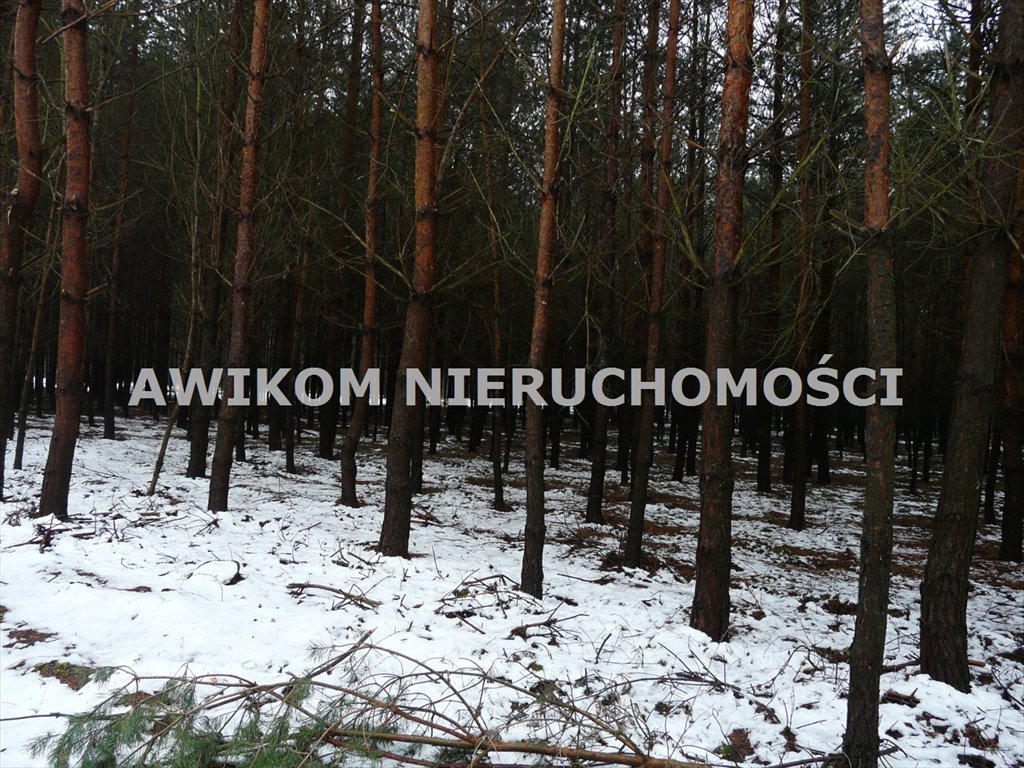 Działka leśna na sprzedaż Skierniewice, Borowiny  9 813m2 Foto 10