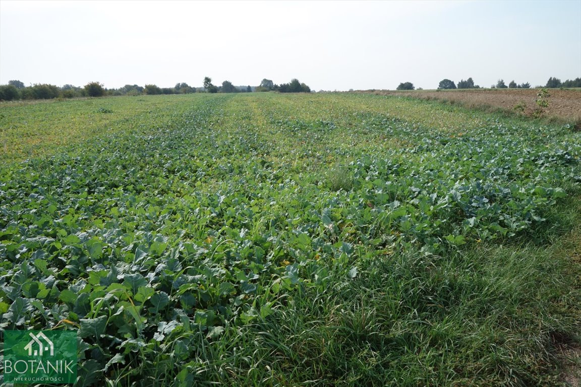 Działka inna na sprzedaż Natalin  10 400m2 Foto 2