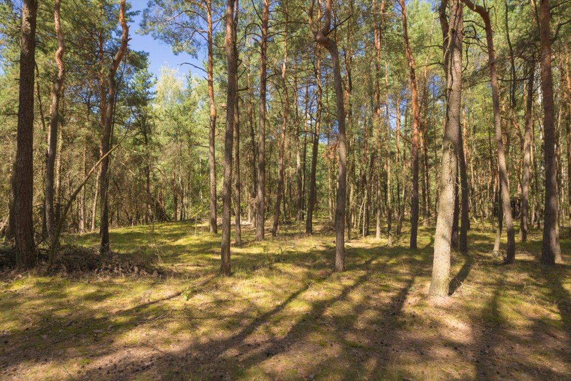 Działka leśna na sprzedaż Ossolin  2 000m2 Foto 7