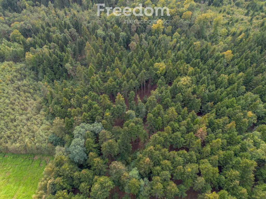 Działka leśna na sprzedaż Olszyny  9 790m2 Foto 12