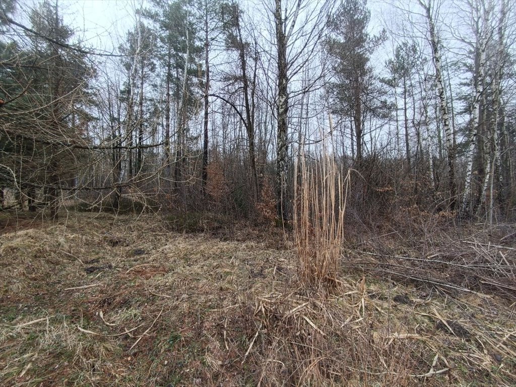 Działki Przyłogi 3984 m² las, spokój, inwestycja - polecam! Przyłogi  3 984m2 Foto 1