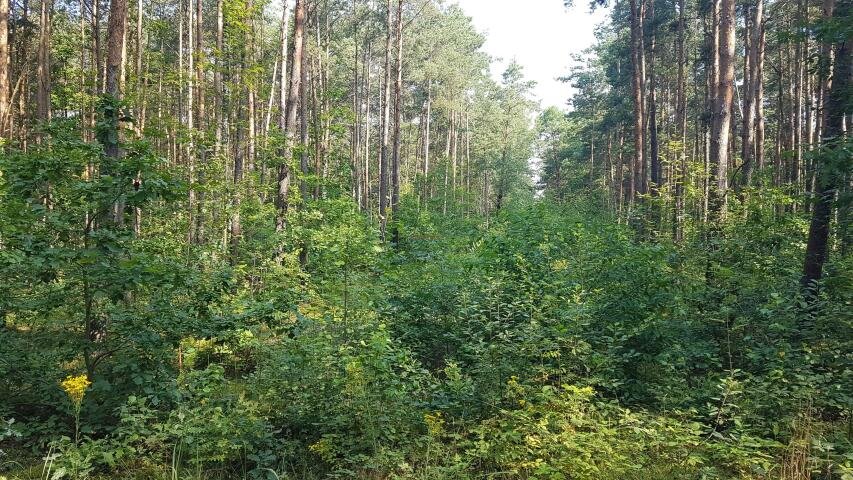 Działka rolna 30 602 m² z mediami, podział na 8 działek Mirowice, Mirowice  30 602m2 Foto 1