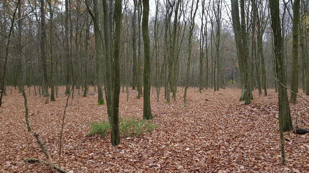 Działka leśna 58 arów w Samoklęskach – cicha, zadbana i z pięknym lasem Samoklęski  5 800m2 Foto 1