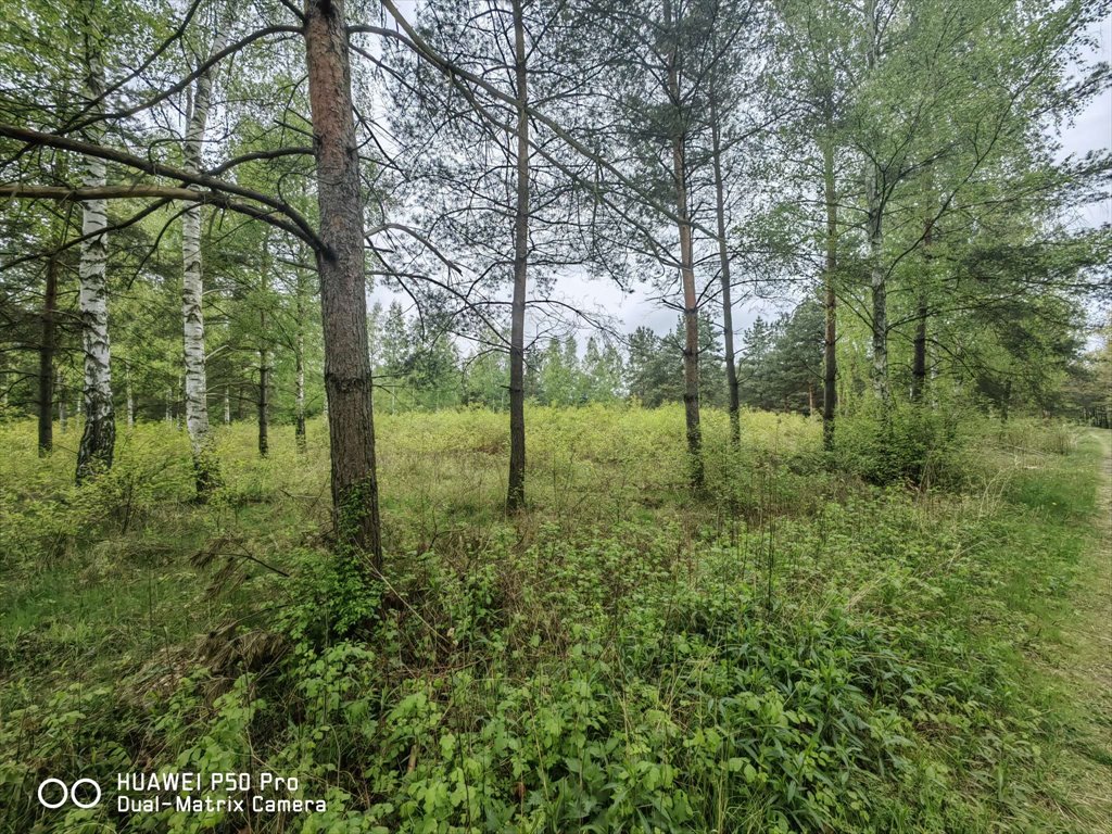 Polecam działkę 3074 m² w Prace Duże, las, media, blisko Warszawy: Prace Duże Prace Duże: Tomasza Orsłowskiego