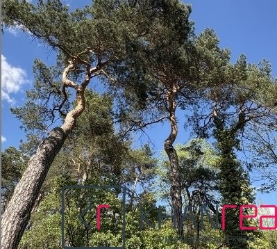 Urokliwy dom do remontu na prestiżowej działce w Konstancinie Konstancin-Jeziorna, Chylicka  191m2 Foto 1
