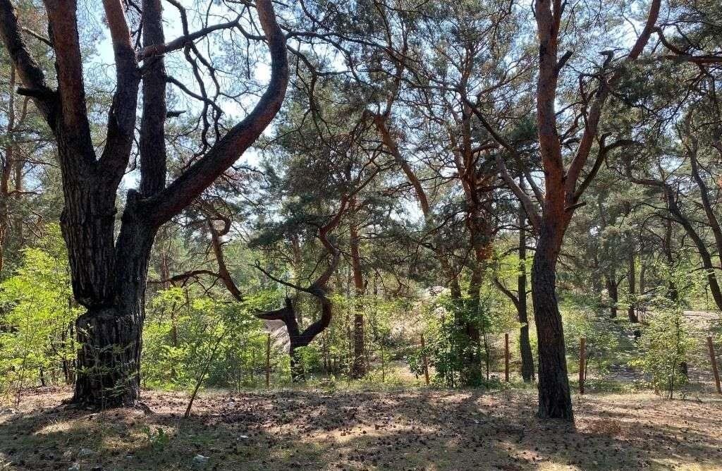 Działka budowlana na sprzedaż Marki, Bielówek  2 000m2 Foto 6