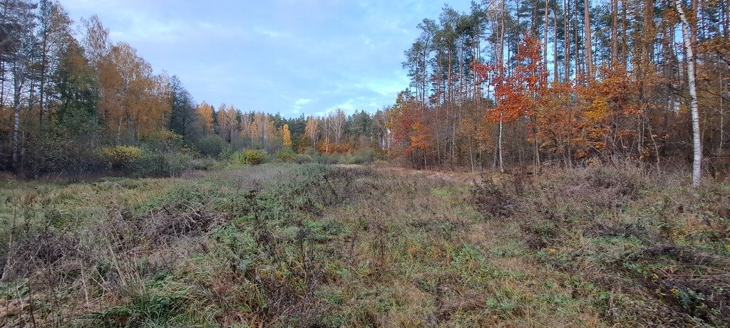 Działka leśna z prawem budowy na sprzedaż Piasutno  40 050m2 Foto 20