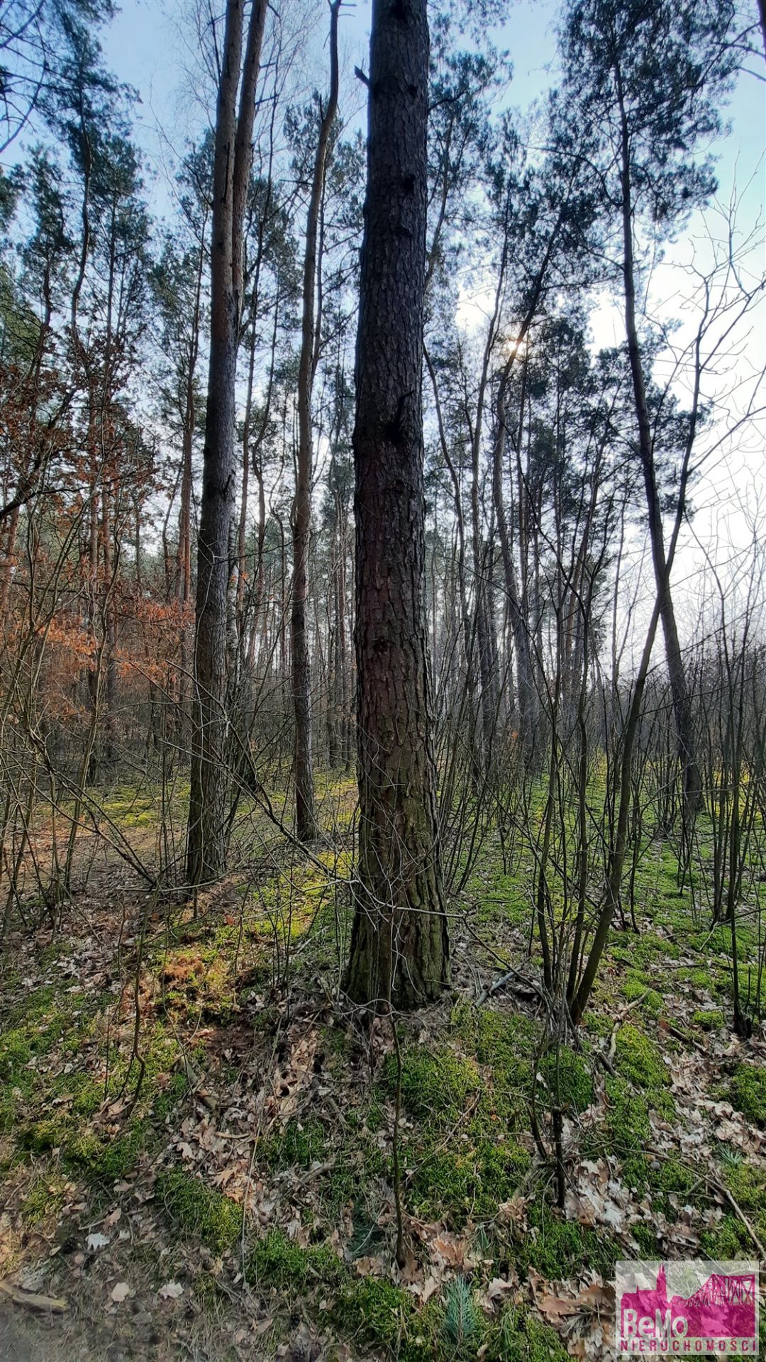 Działka leśna na sprzedaż Strupczewo Duże  73 400m2 Foto 3