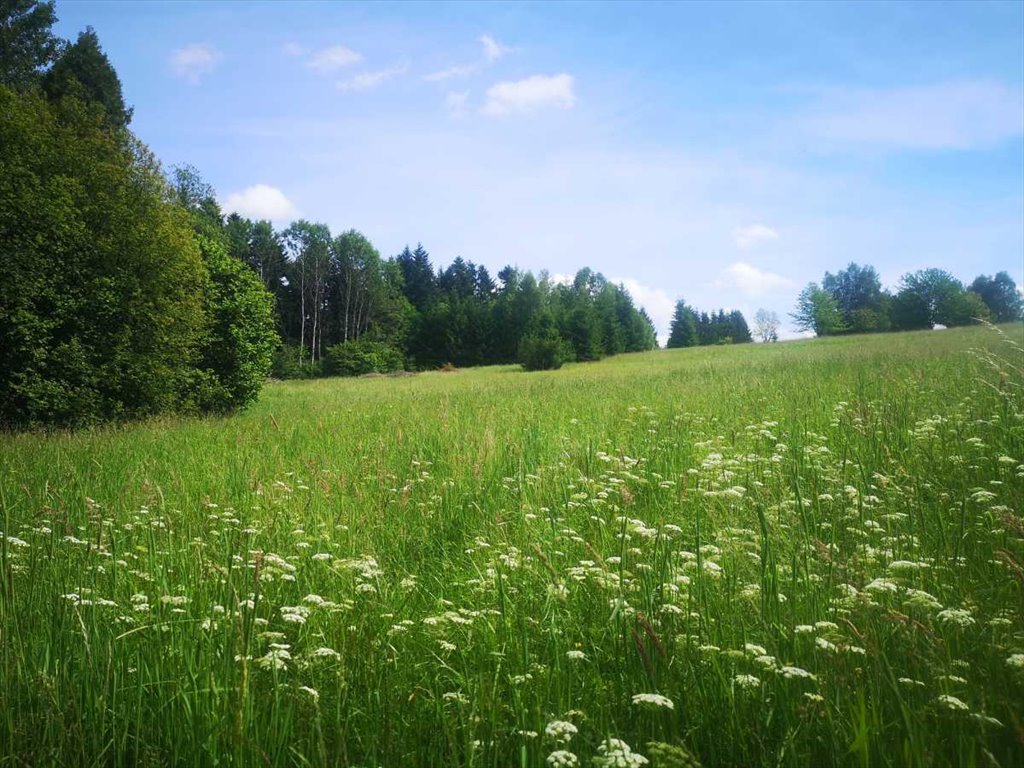 Działka gospodarstwo rolne na sprzedaż Pisary, Pisary  9 900m2 Foto 8