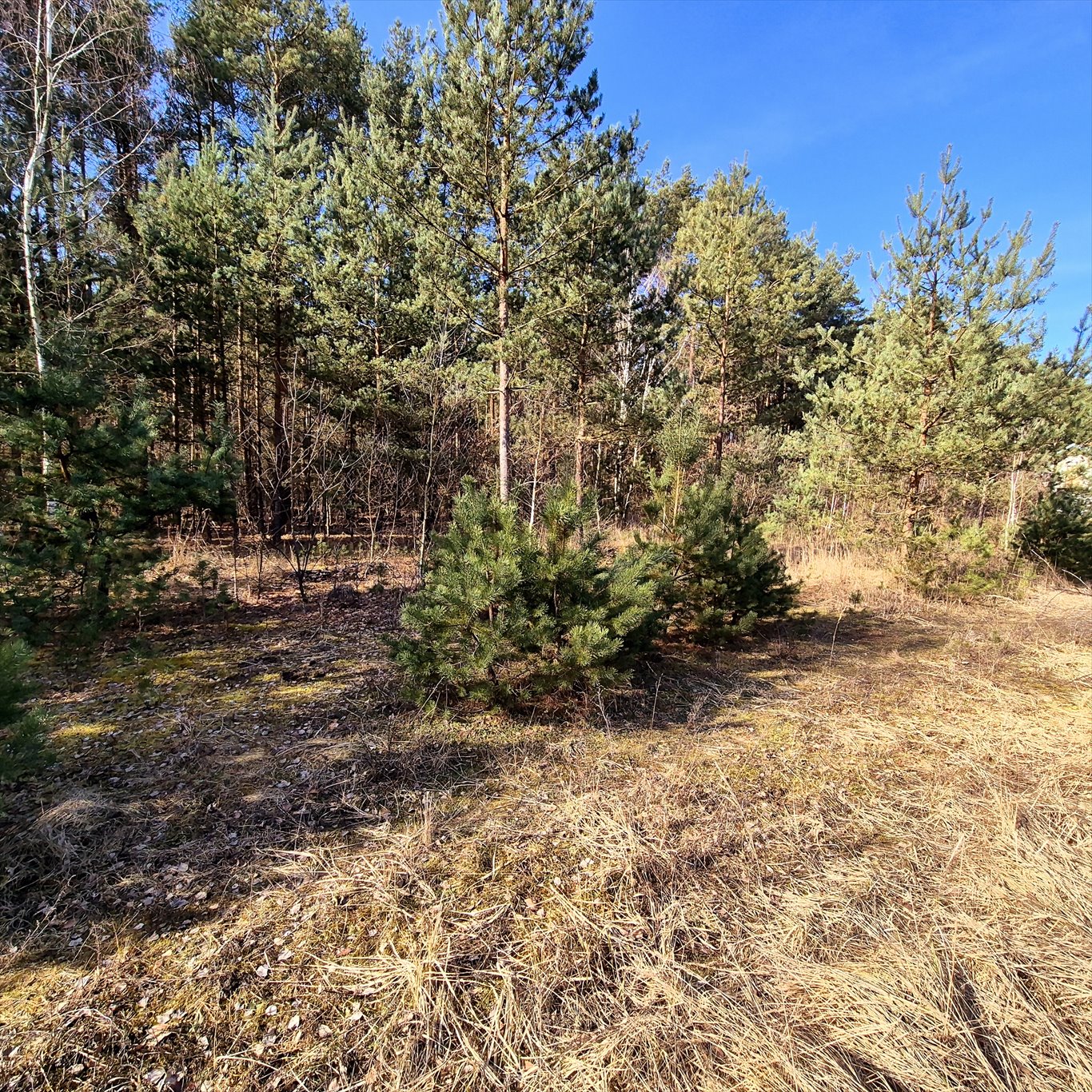 Magazyn na sprzedaż Strobów  200m2 Foto 7