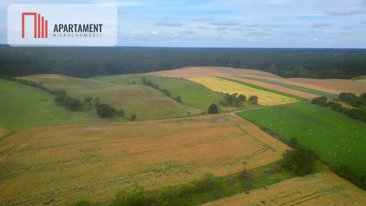 Działka leśna na sprzedaż Opalenie  3 174m2 Foto 3