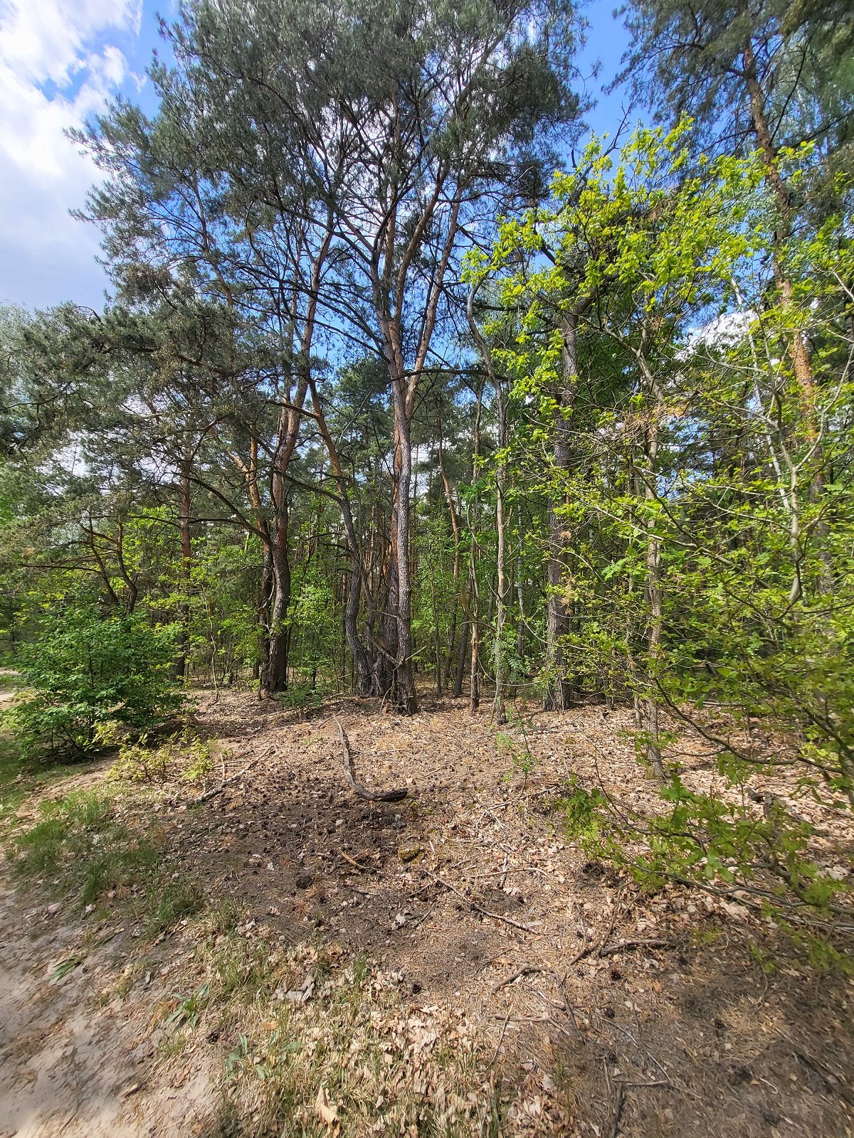 Działka leśna na sprzedaż Stare Babice, Borzęcin Duży  10 100m2 Foto 5