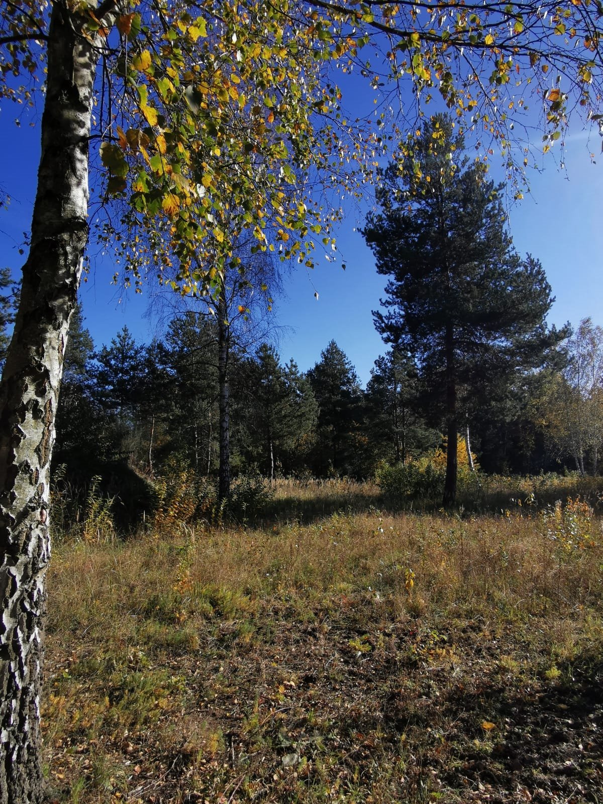 Działka budowlana na sprzedaż Częstochowa, Mirów, Hektarowa  1 089m2 Foto 5