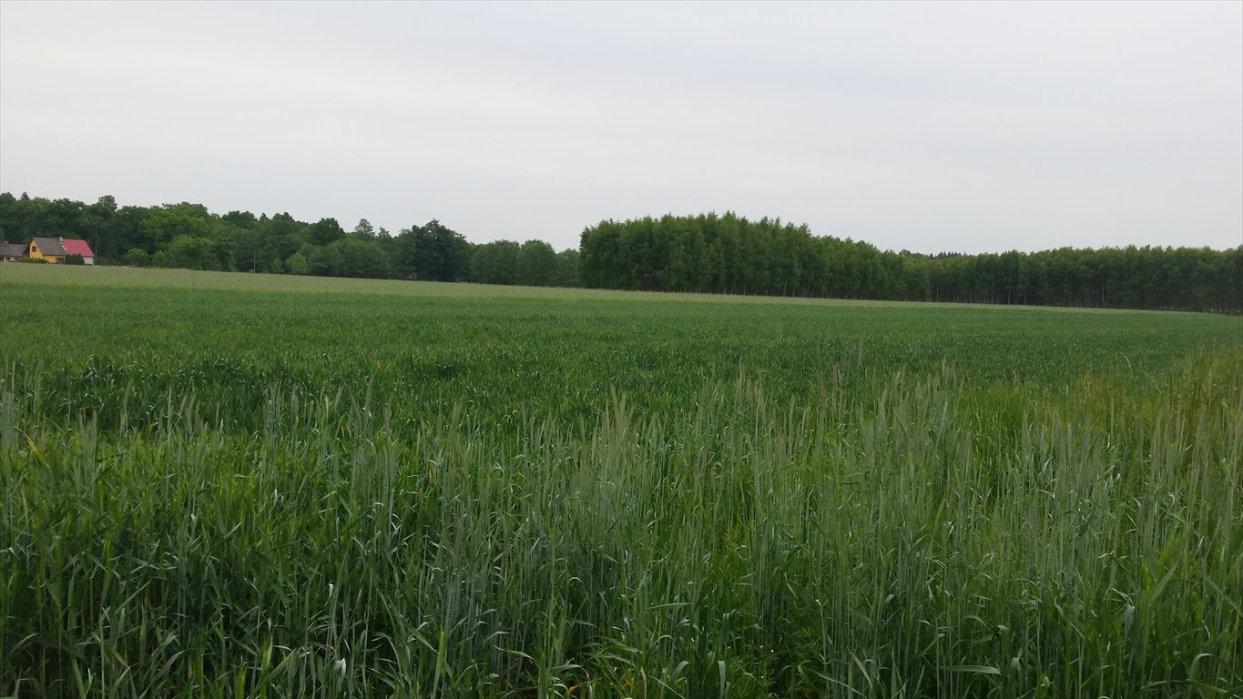 Działka budowlana na sprzedaż Byków  3 000m2 Foto 1