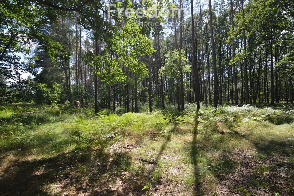 Działka leśna na sprzedaż Ochodze  10 160m2 Foto 8