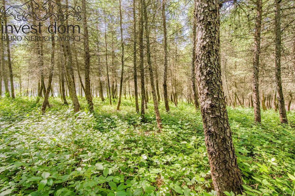 Działka leśna na sprzedaż Brunary  30 301m2 Foto 8