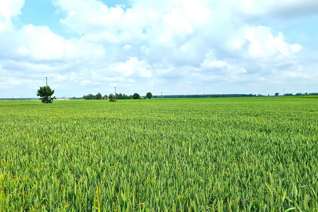 Działka budowlana na sprzedaż Żabce  1 900m2 Foto 2