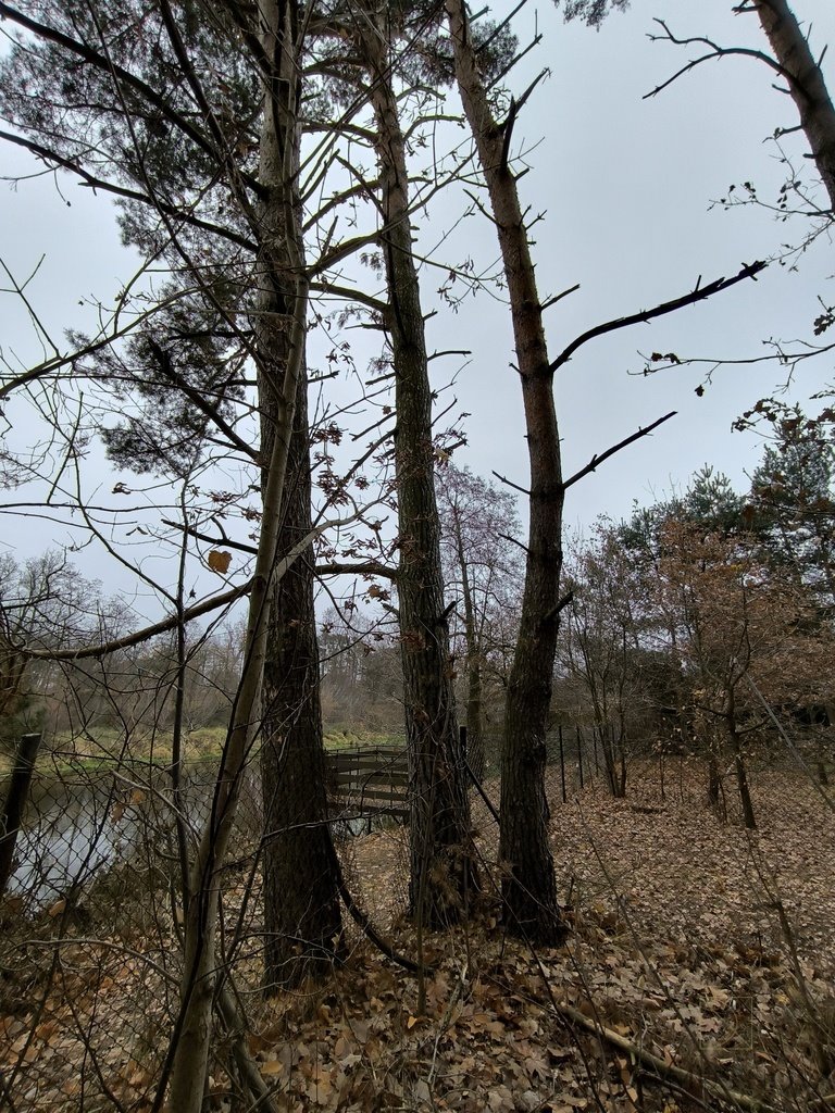 Działka rekreacyjna na sprzedaż Borkowo, Rzeczna  2 302m2 Foto 11