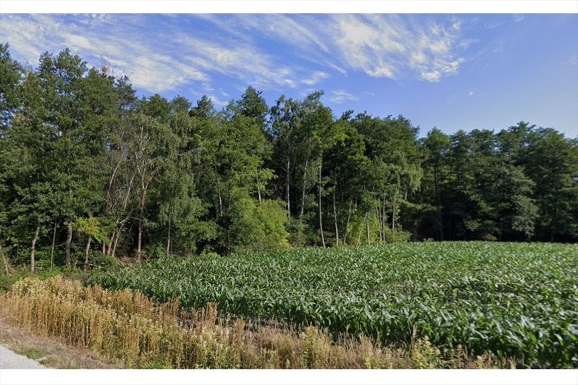 Zapraszam do zakupu działki leśnej 1,5 ha w Justynowie Justynów, 2  15 000m2 Foto 1