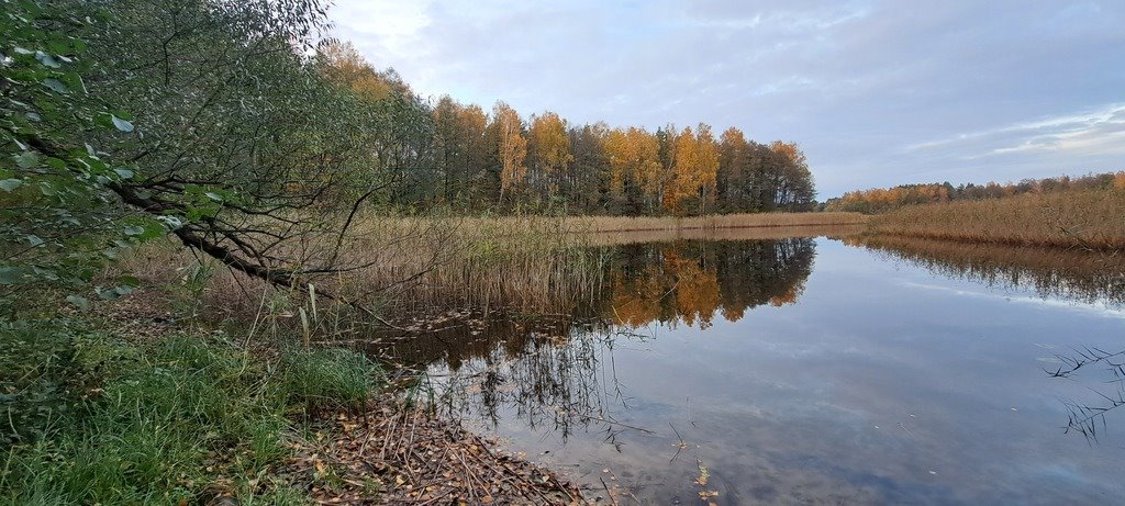 Działka leśna z prawem budowy na sprzedaż Piasutno  40 050m2 Foto 3