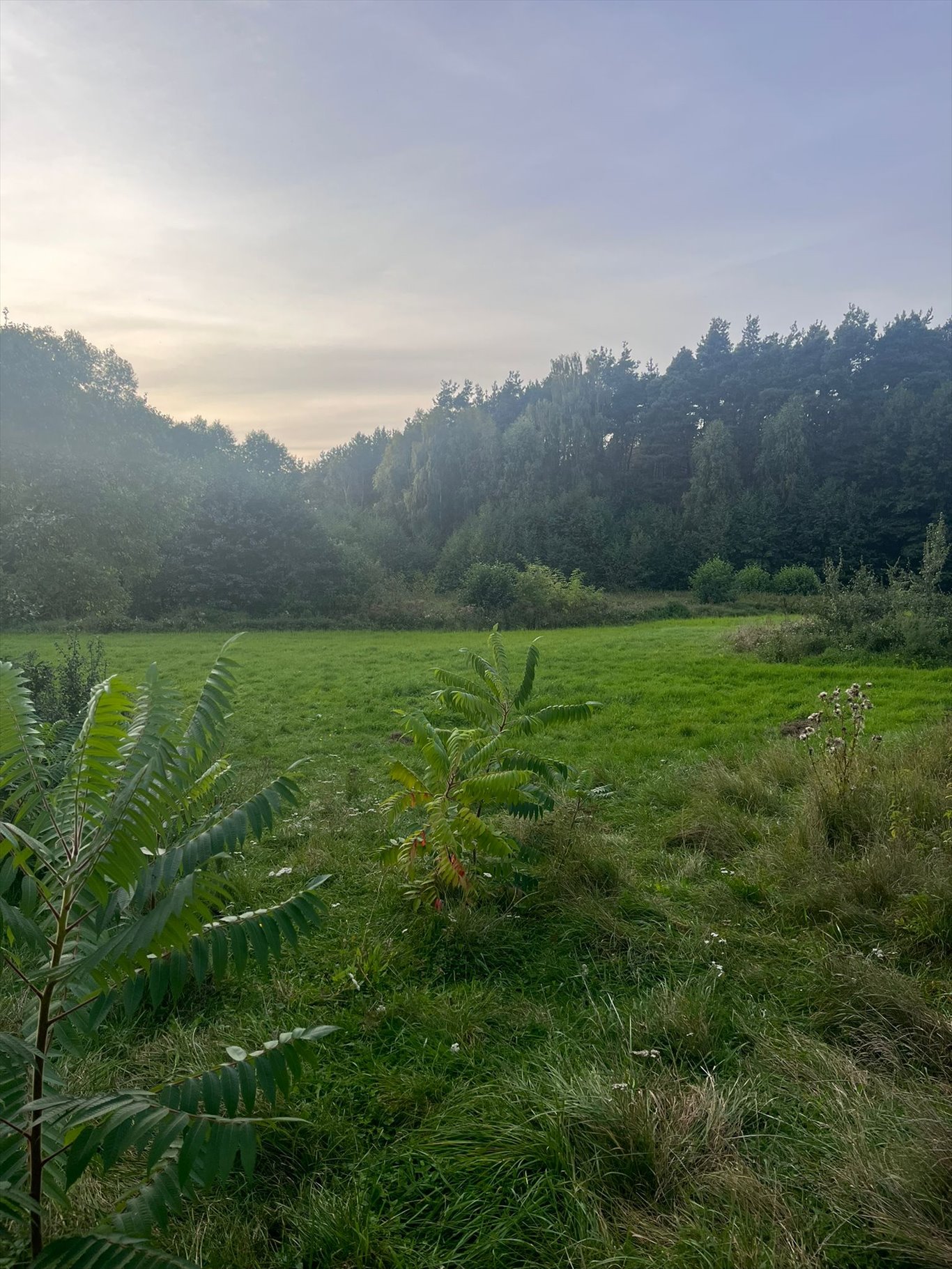 Działka inna na sprzedaż Hamrzysko  6 500m2 Foto 2