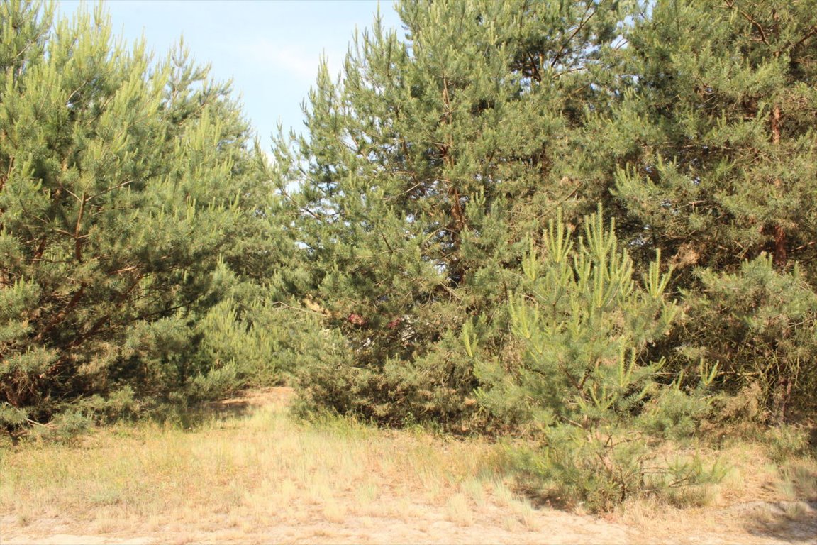 Działka budowlana na sprzedaż Gola  1 003m2 Foto 7